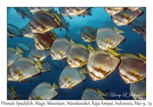 Pinnate Spadefish