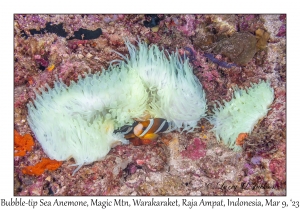 Bubble-tip Sea Anemones