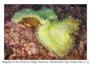 Magnificent Sea Anemone