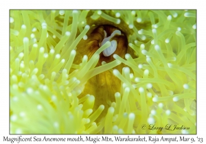 Magnificent Sea Anemone mouth