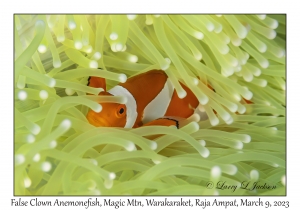 False Clown Anemonefish