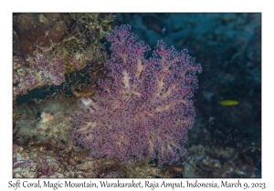 Soft Coral