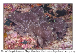 Merten's Carpet Anemone