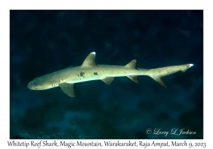 Whitetip Reef Shark