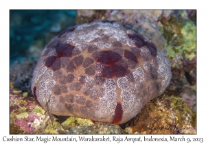 Cushion Star