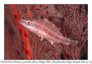 Cheek-lined Wrasse