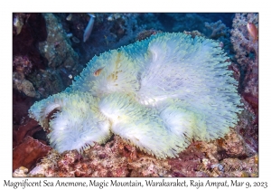 Magnificent Sea Anemone