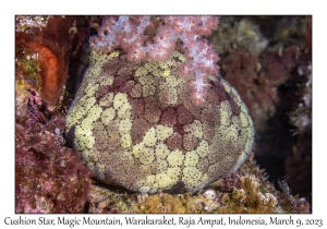 Cushion Star