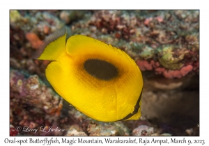 Oval-spot Butterflyfish