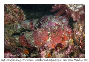 Reef Stonefish