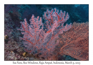 Sea Fan