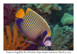 Emperor Angelfish