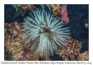Undetermined Feather Duster Worm