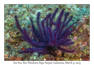 Sea Fan