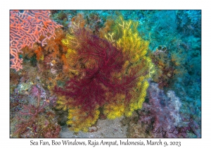 Sea Fan