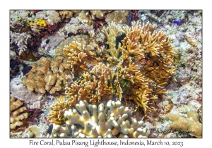 Fire Coral