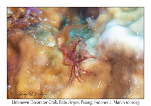 Unknown Decorator Crab