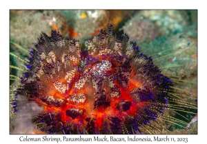 Coleman Shrimp