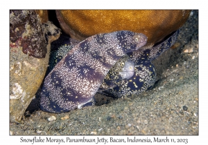 Snowflake Morays