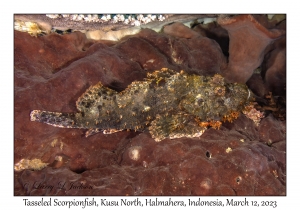 Tasseled Scorpionfish