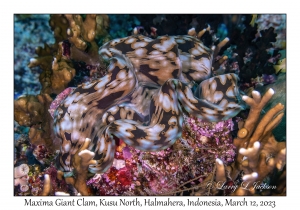 Maxima Giant Clam