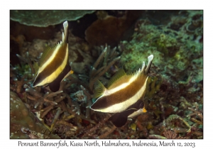 Pennant Bannerfish