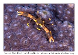 Serene's Black Coral Crab