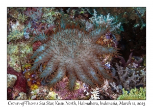 Crown-of-Thorns Sea Star