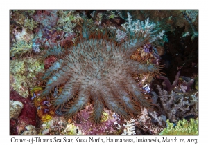 Crown-of-Thorns Sea Star
