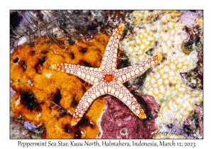 Peppermint Sea Star