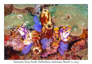 Tunicates