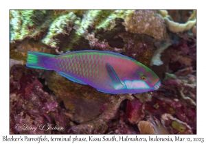 Bleeker's Parrotfish