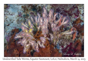 Undescribed Tube Worms