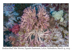 Undescribed Tube Worms