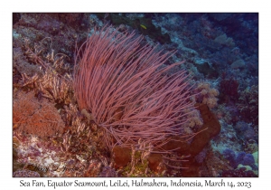 Sea Fan