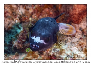 Blackspotted Puffer variation