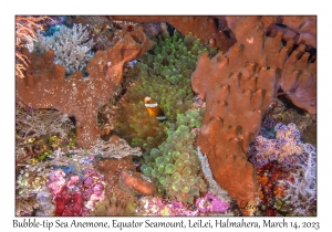 Bubble-tip Sea Anemone