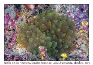 Bubble-tip Sea Anemone