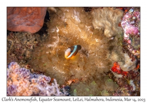 Clark's Anemonefish