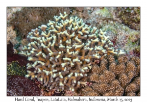 Hard Coral