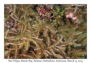 Star Polyps